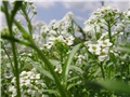 alisum- lat. alyssum